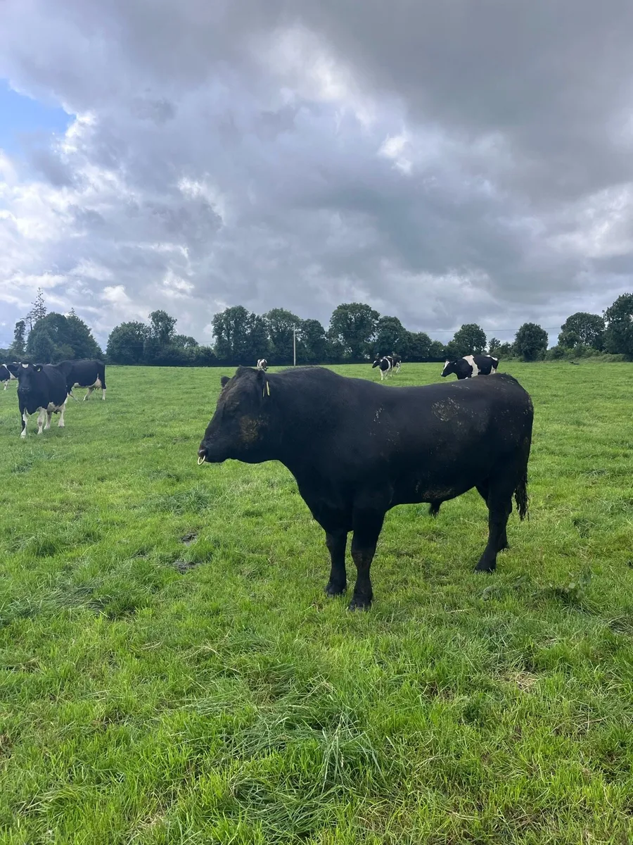 Angus Bull - Image 2