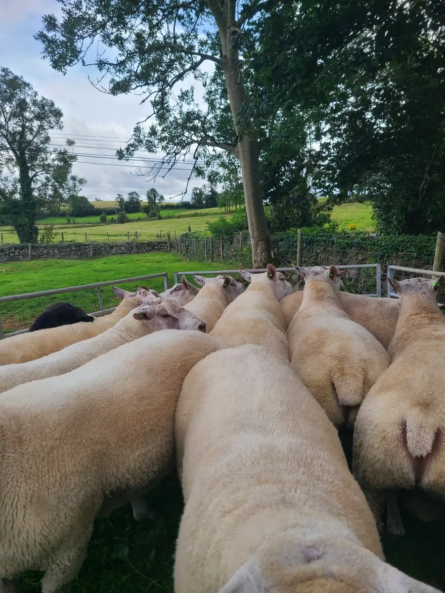 CHARTEX & CHAROLLAIS RAMS - Image 2