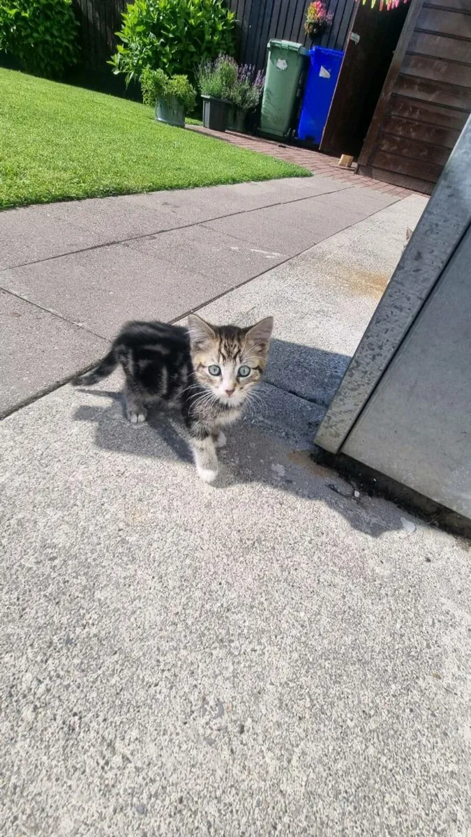 Kittens - Image 1