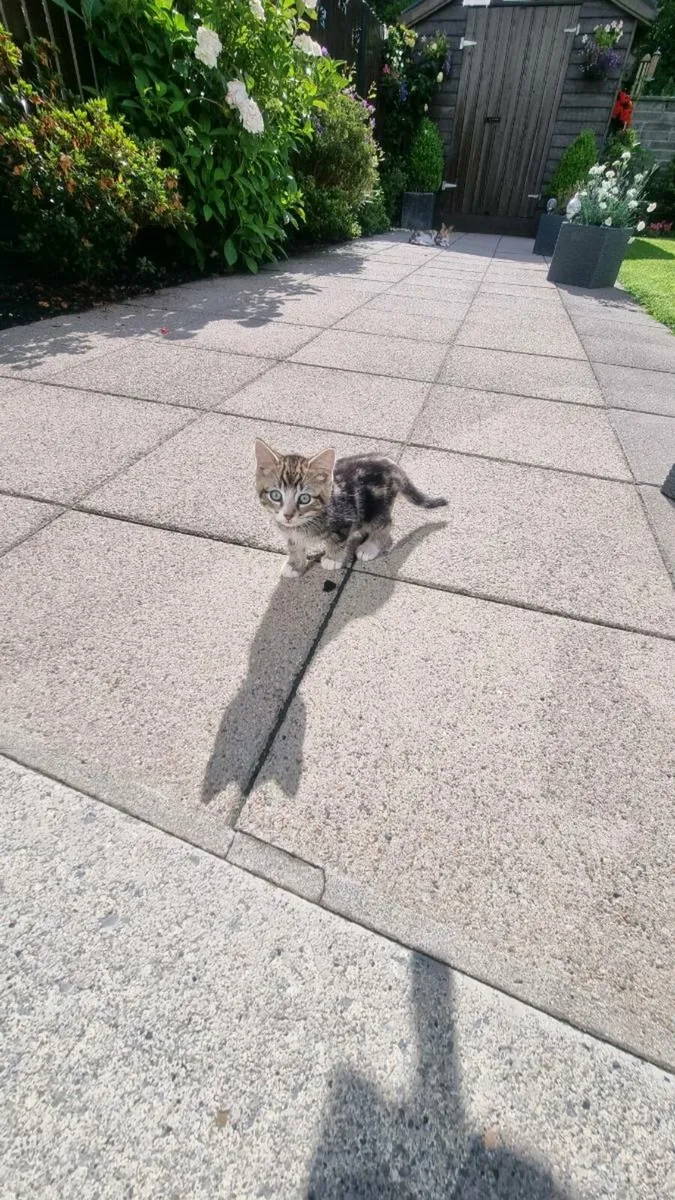 Kittens - Image 2