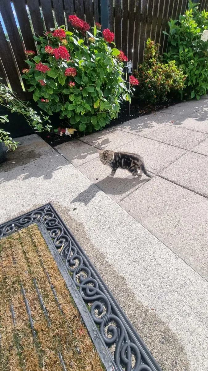 Kittens - Image 3