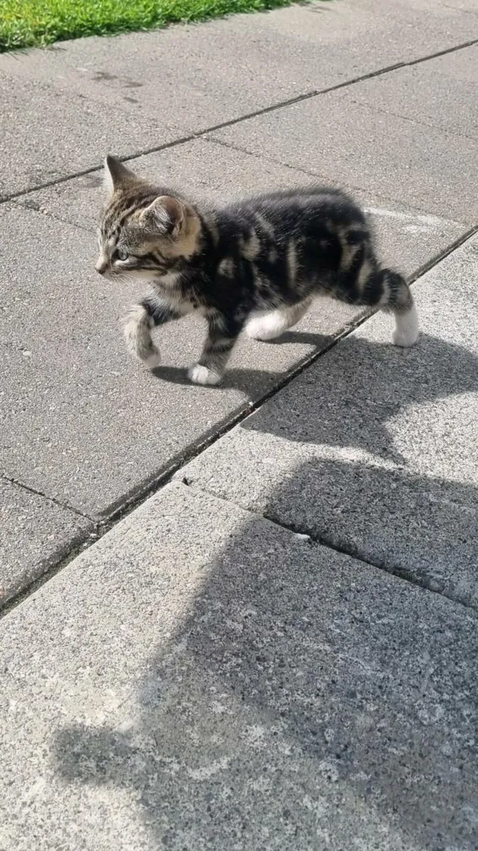 Kittens - Image 4