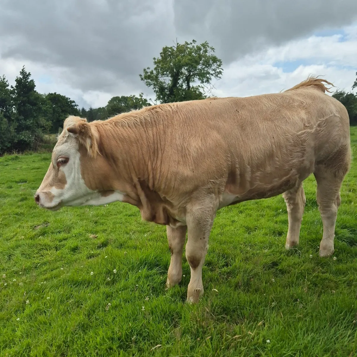 Heifers for sale Ballina Mart Tuesday 22nd July - Image 2