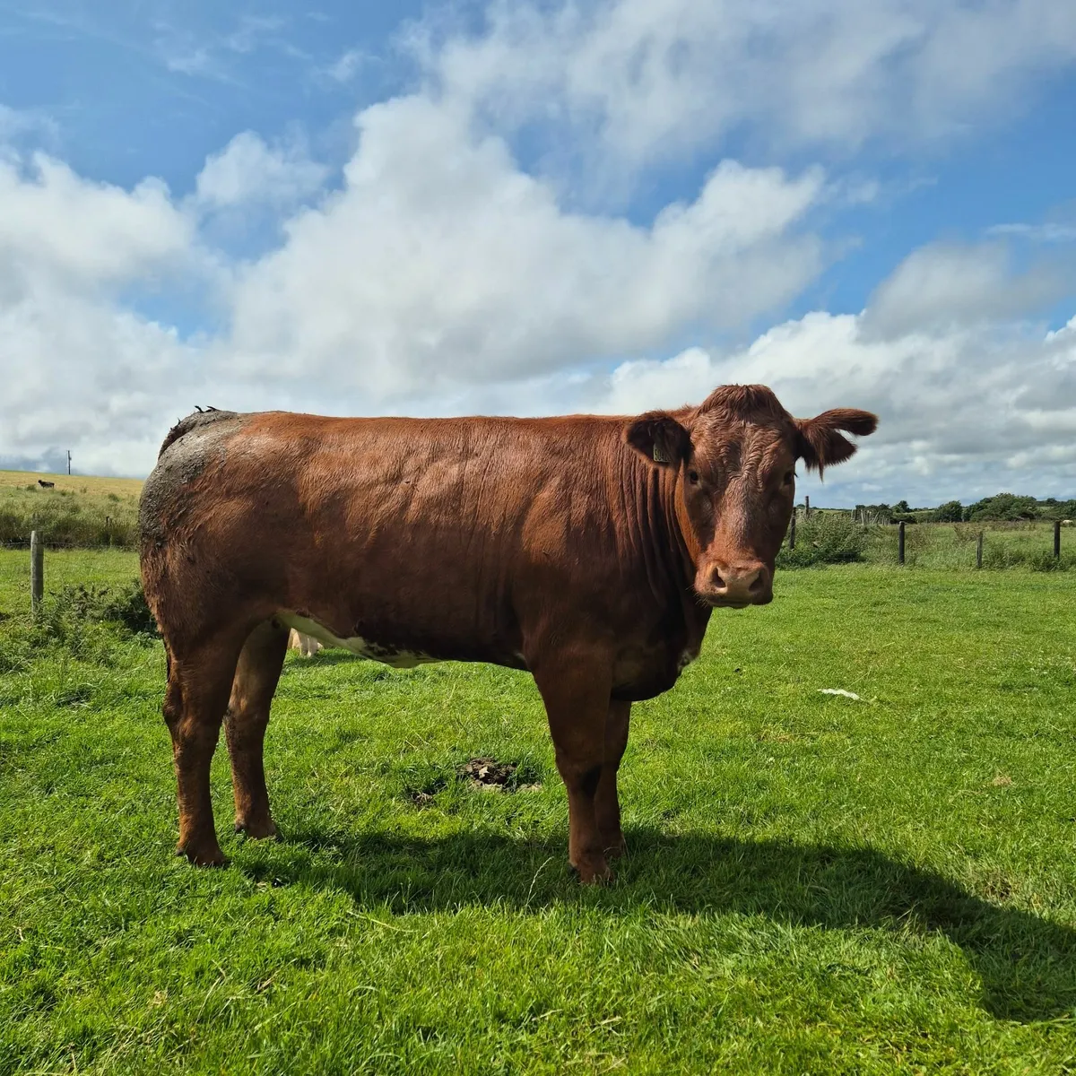 Heifers for sale Ballina Mart Tuesday 22nd July - Image 1