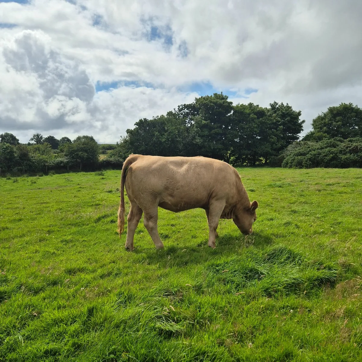 Heifers for sale Ballina Mart Tuesday 22nd July - Image 3