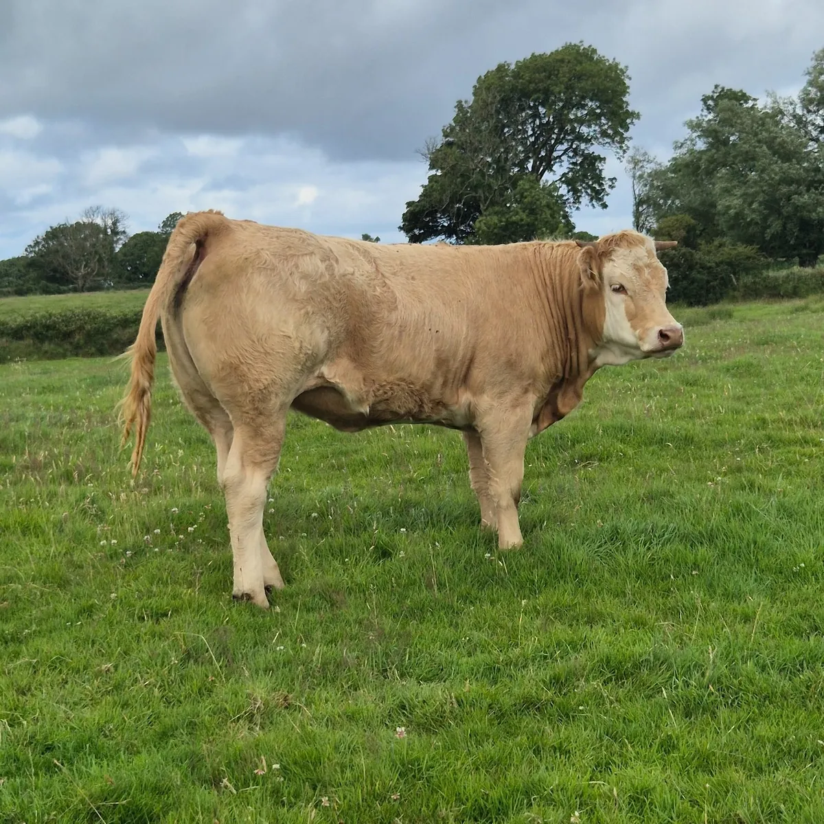 Heifers for sale Ballina Mart Tuesday 22nd July - Image 4