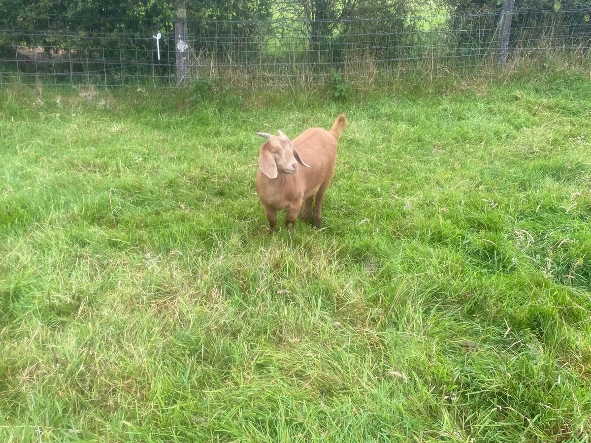 Female Goats - Image 3