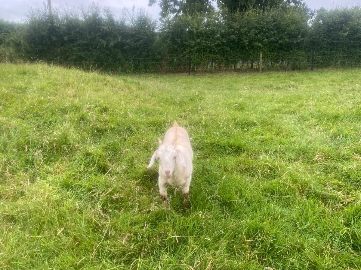 Female Goats - Image 4