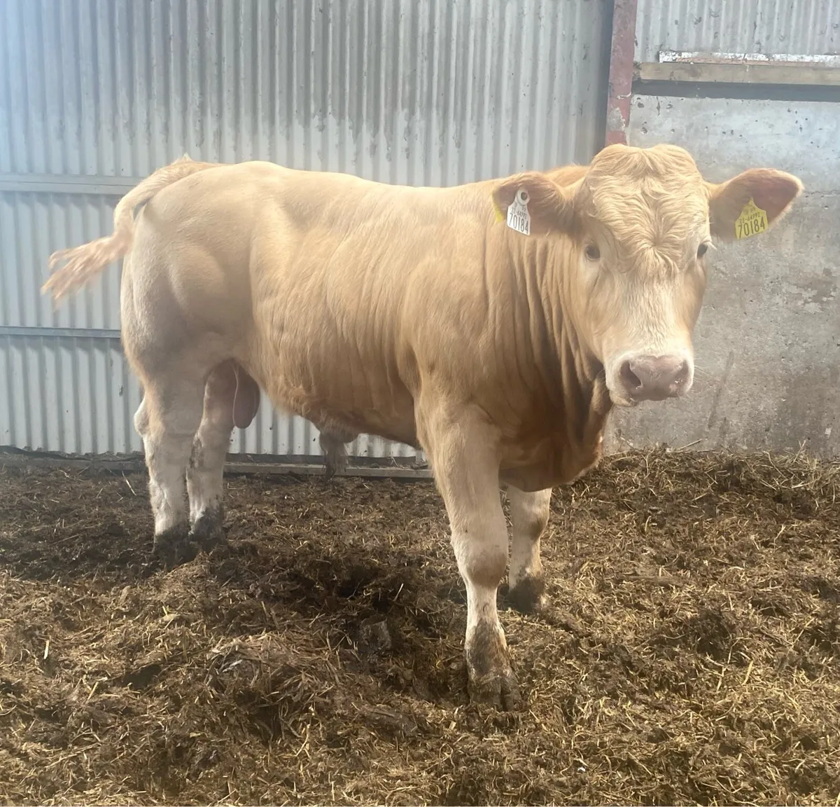 ⭐️Dowra Mart⭐️ - Image 2
