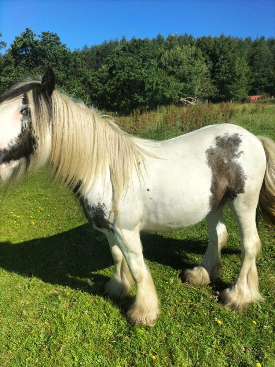 Lovely 2 year old filly - Image 2