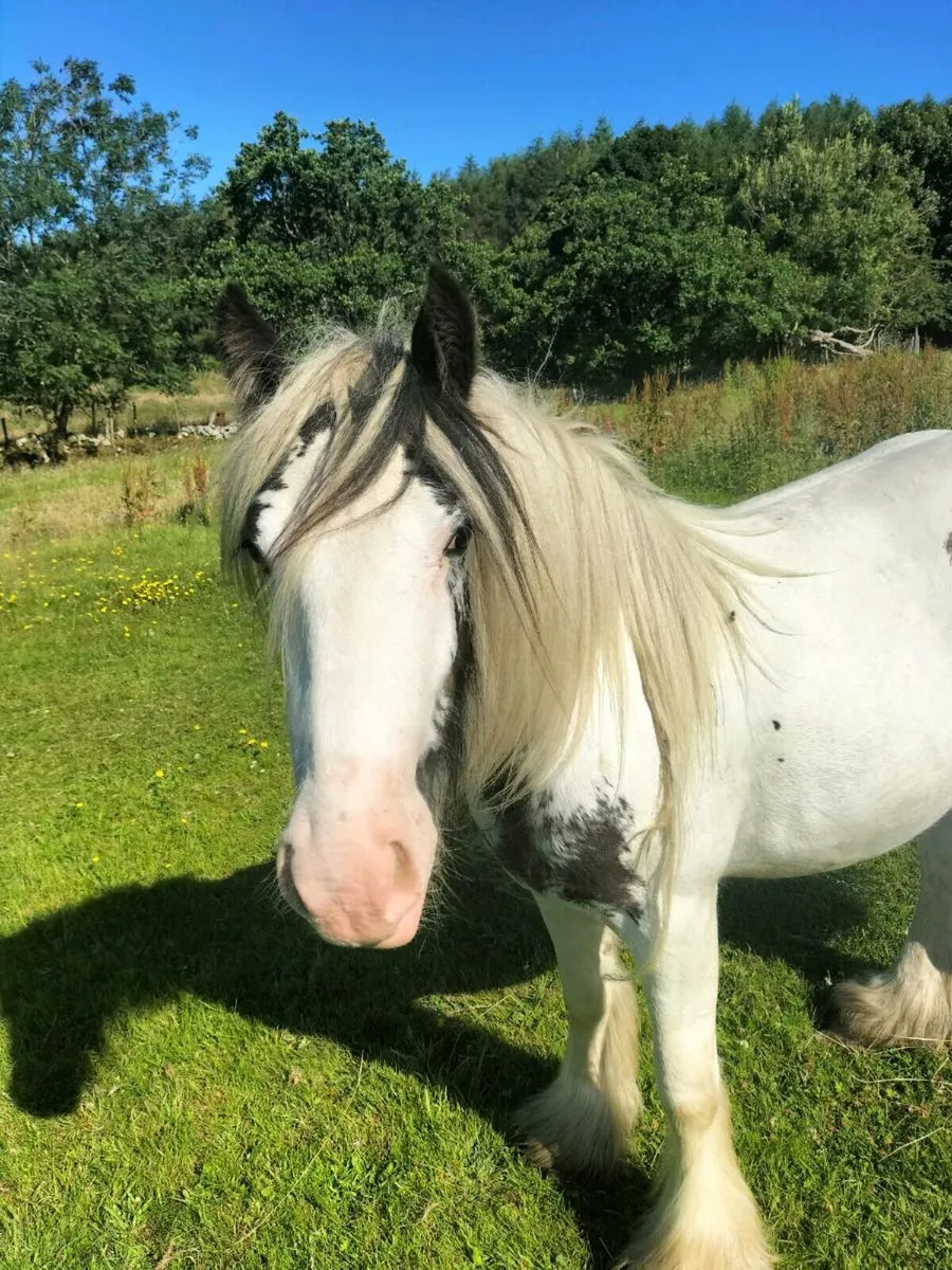 Lovely 2 year old filly - Image 3