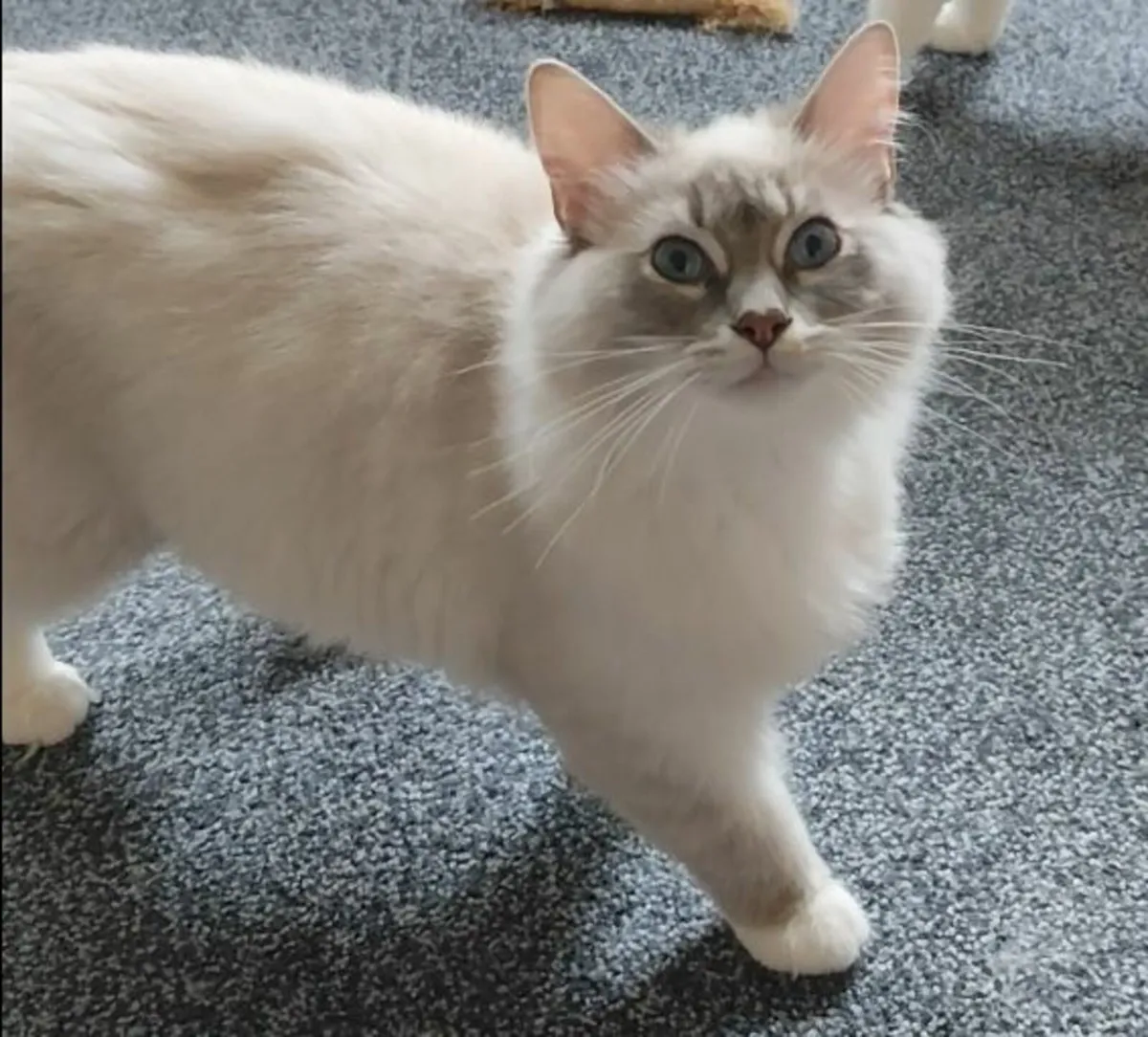 'Topaz' & 'Freya' - Pedigree Ragdoll GCCFI Queens - Image 1
