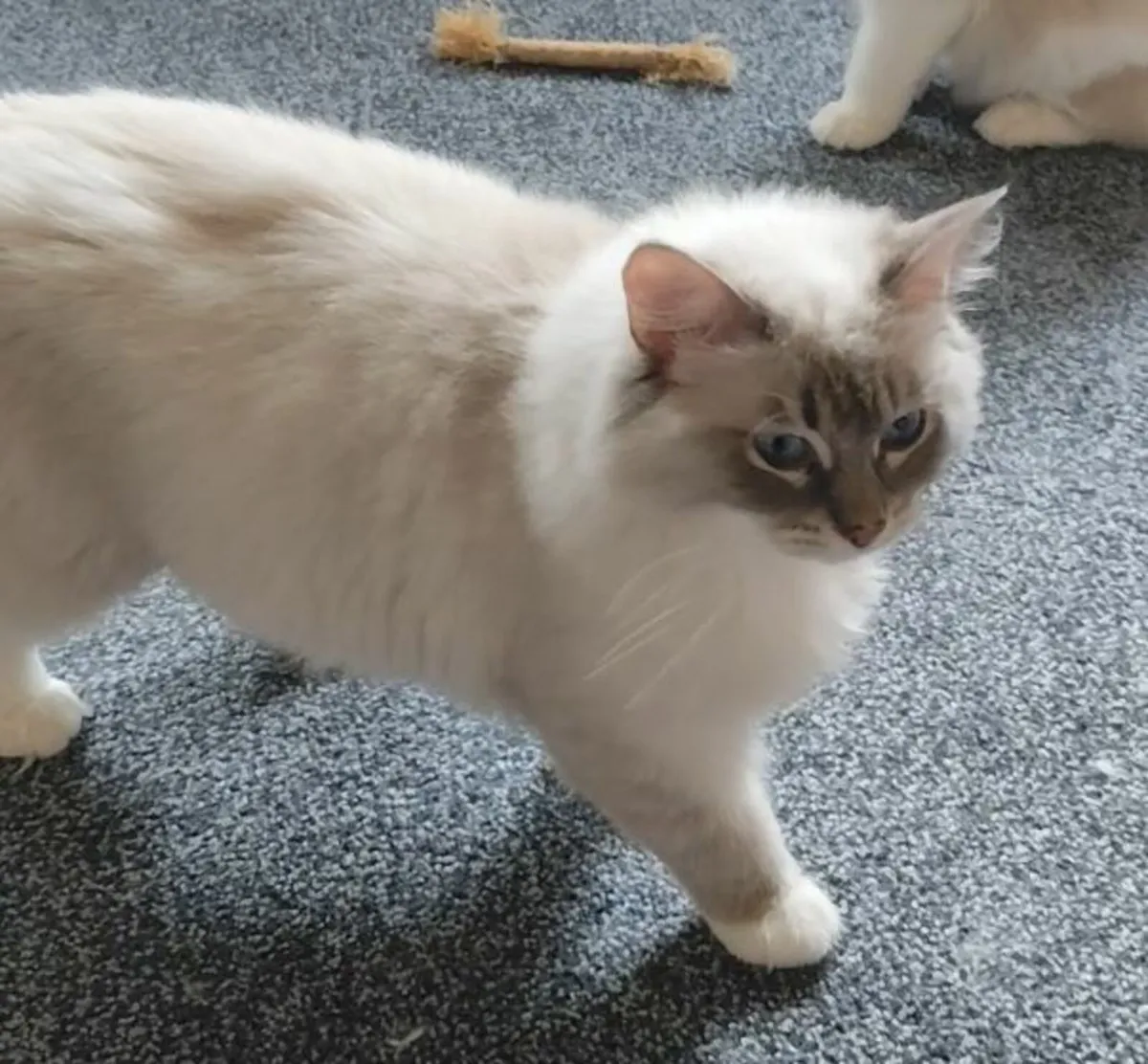 'Topaz' & 'Freya' - Pedigree Ragdoll GCCFI Queens - Image 2