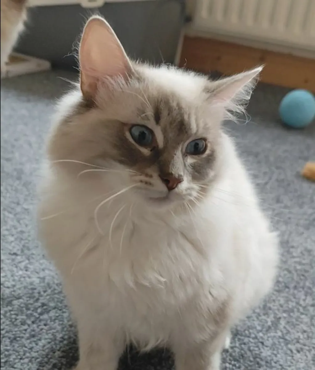 'Topaz' & 'Freya' - Pedigree Ragdoll GCCFI Queens - Image 3