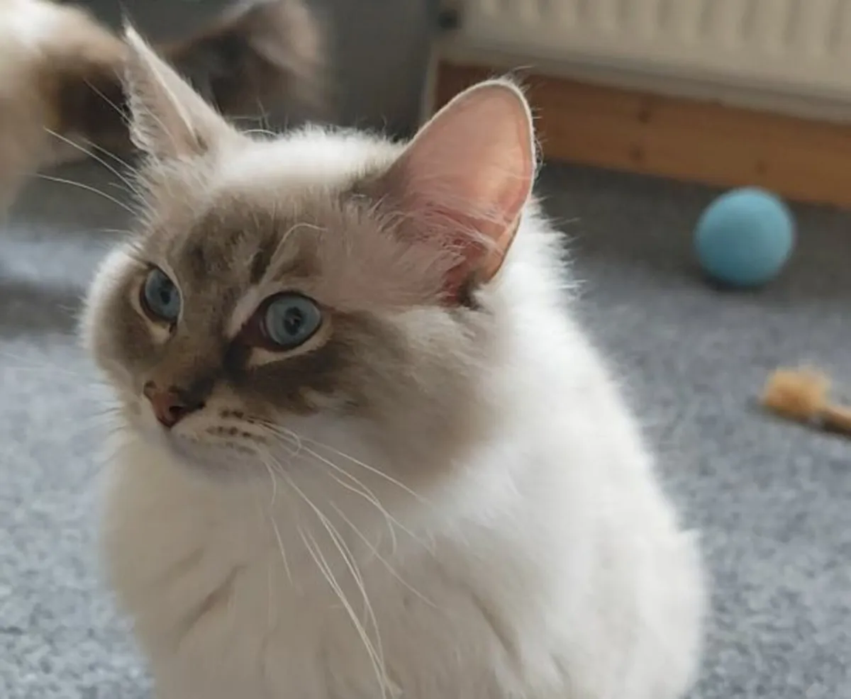 'Topaz' & 'Freya' - Pedigree Ragdoll GCCFI Queens - Image 4