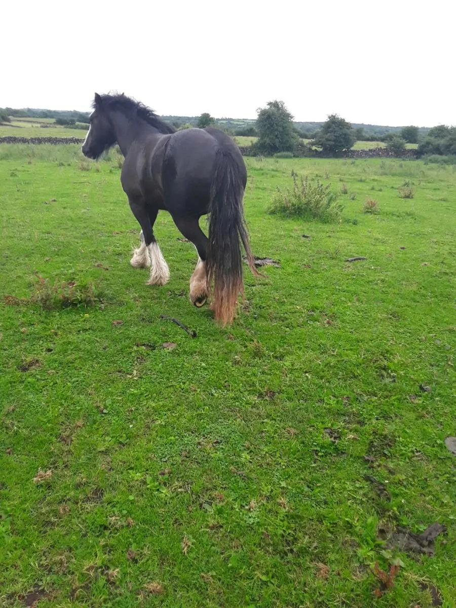 3 yr old heavy filly - Image 2