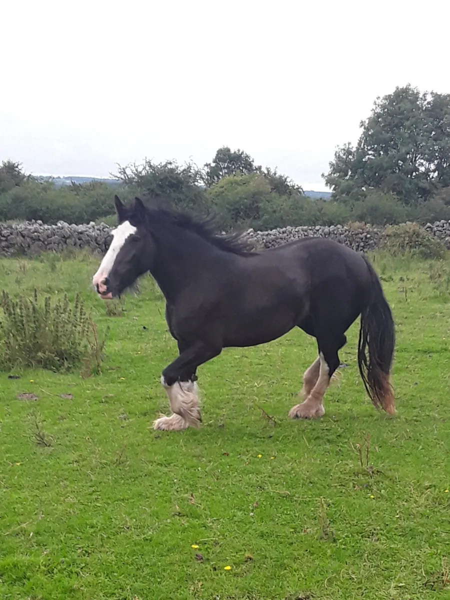 3 yr old heavy filly - Image 1