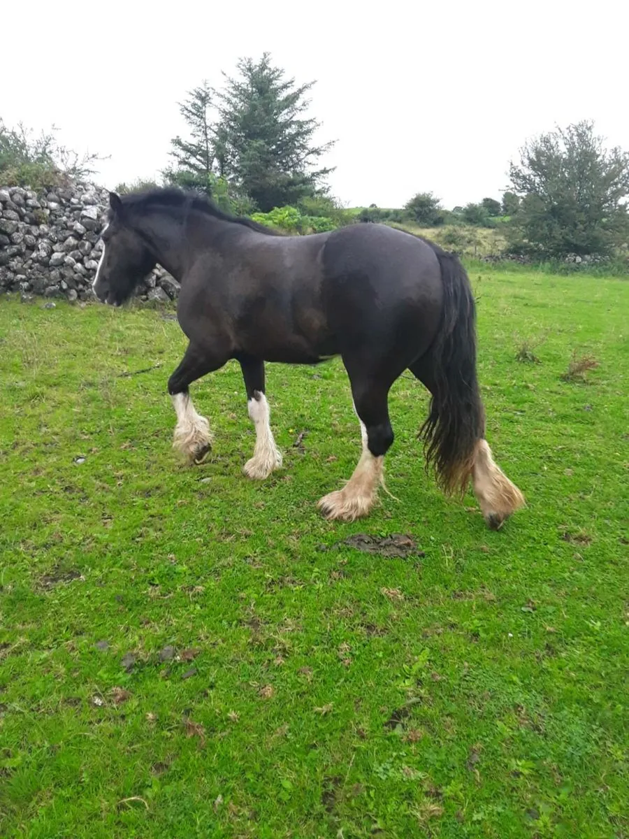 3 yr old heavy filly - Image 3