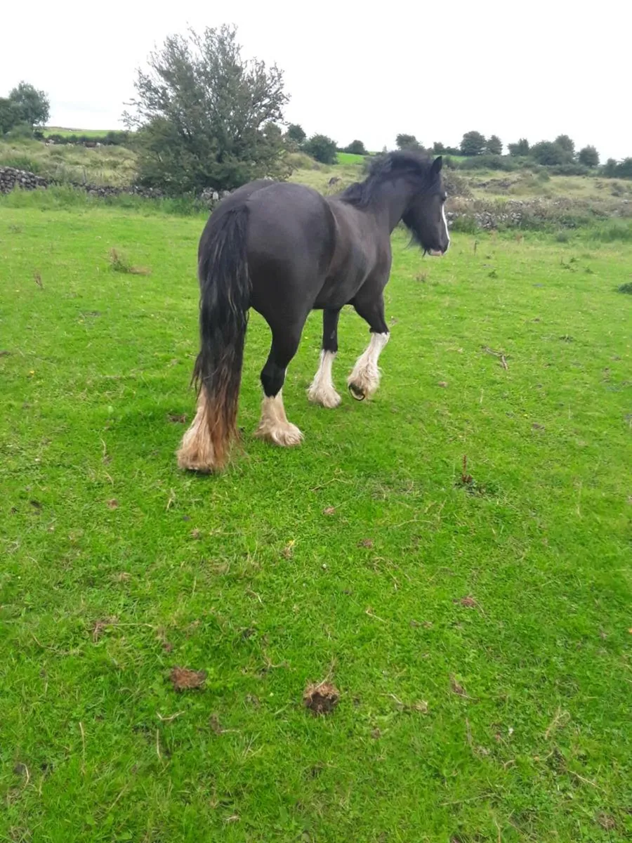 3 yr old heavy filly - Image 4