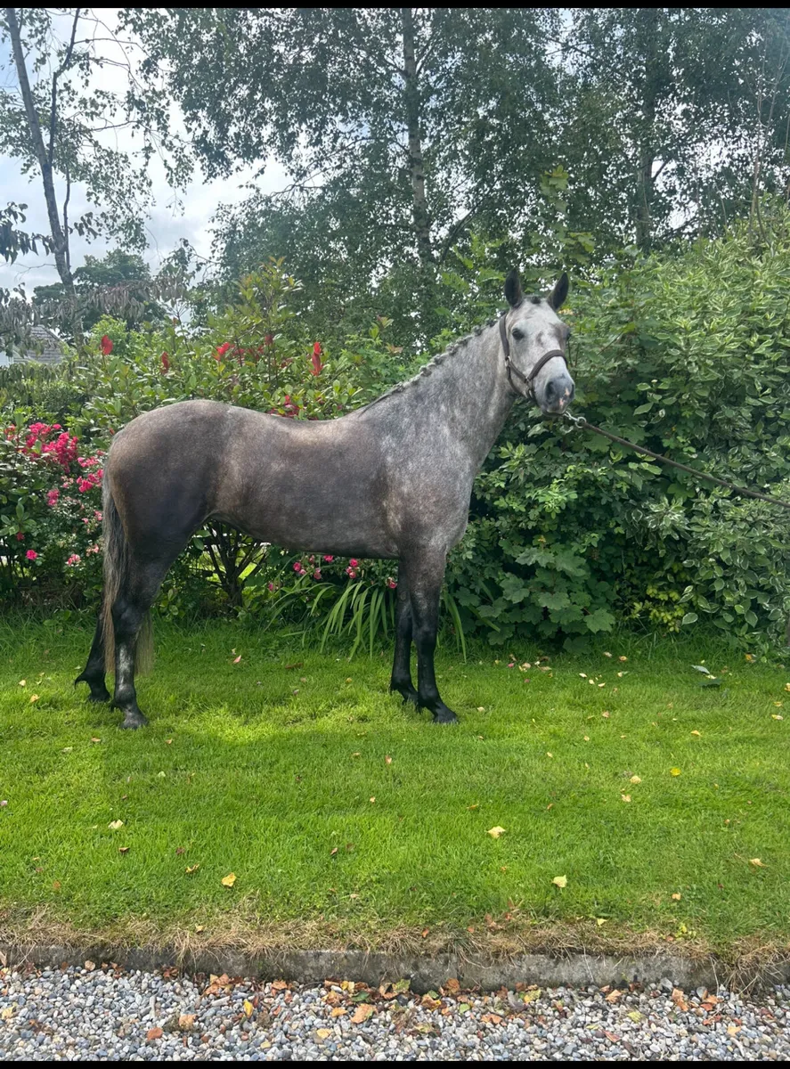 Top Connemara filly’s - Image 1