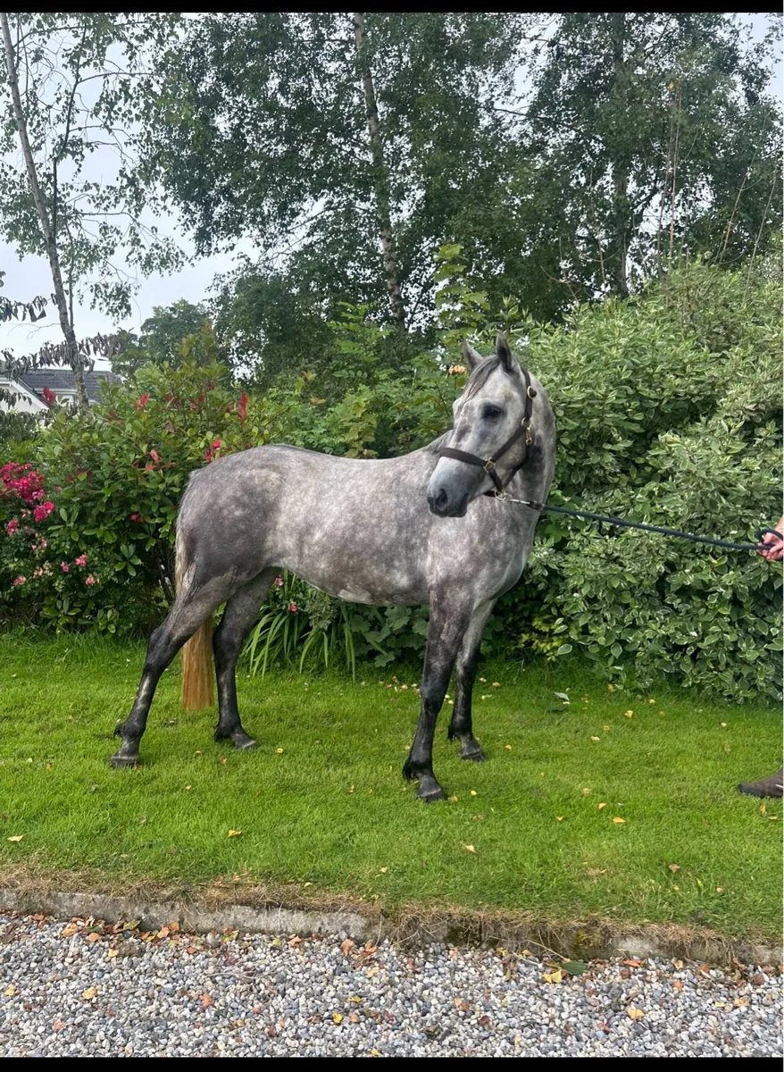 Top Connemara filly’s - Image 3