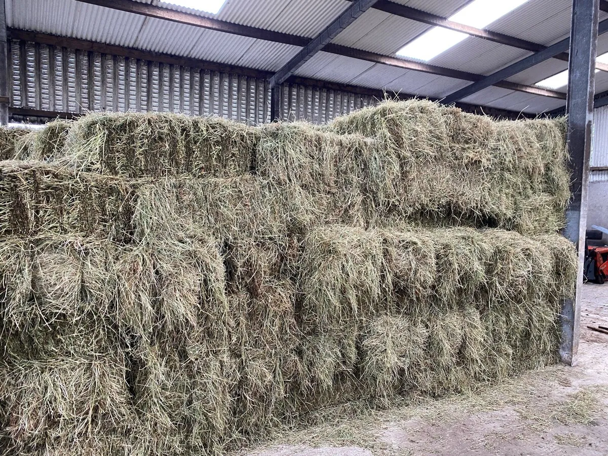 Square Bales of Hay - Image 1