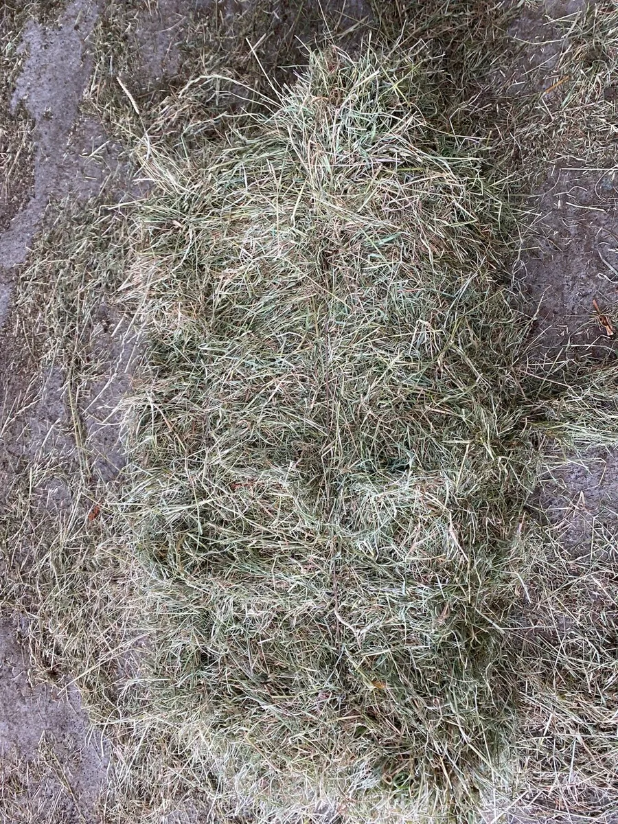 Square Bales of Hay - Image 2