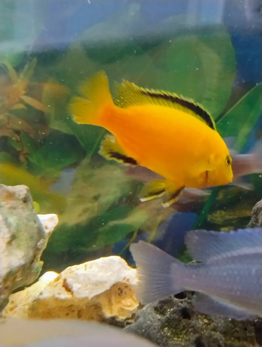 Yellow lab chichlids for sale - Image 1