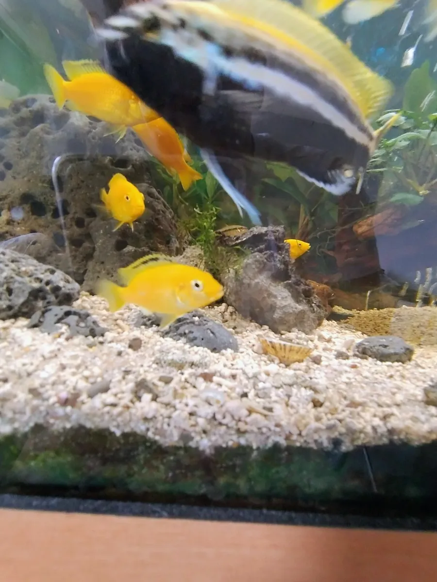 Yellow lab chichlids for sale - Image 2