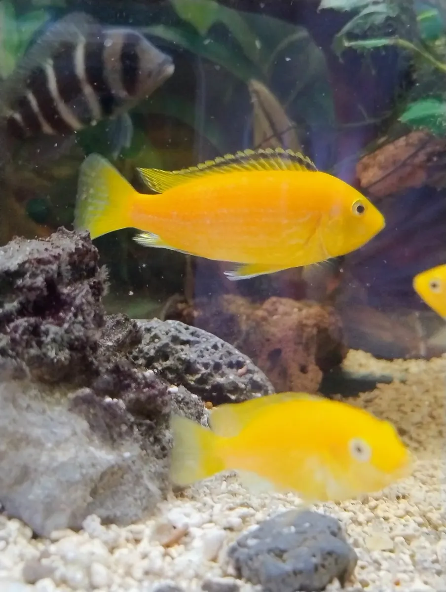 Yellow lab chichlids for sale - Image 3
