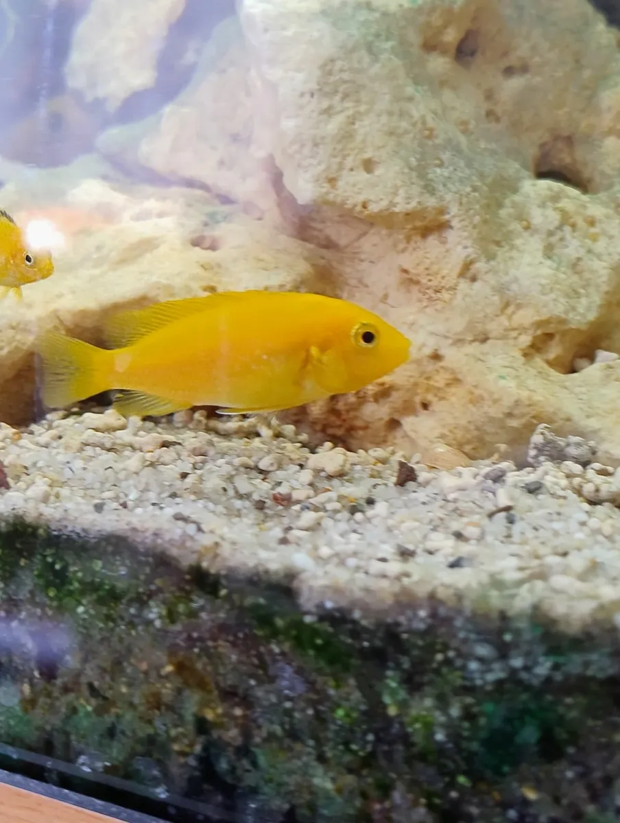 Yellow lab chichlids for sale - Image 4