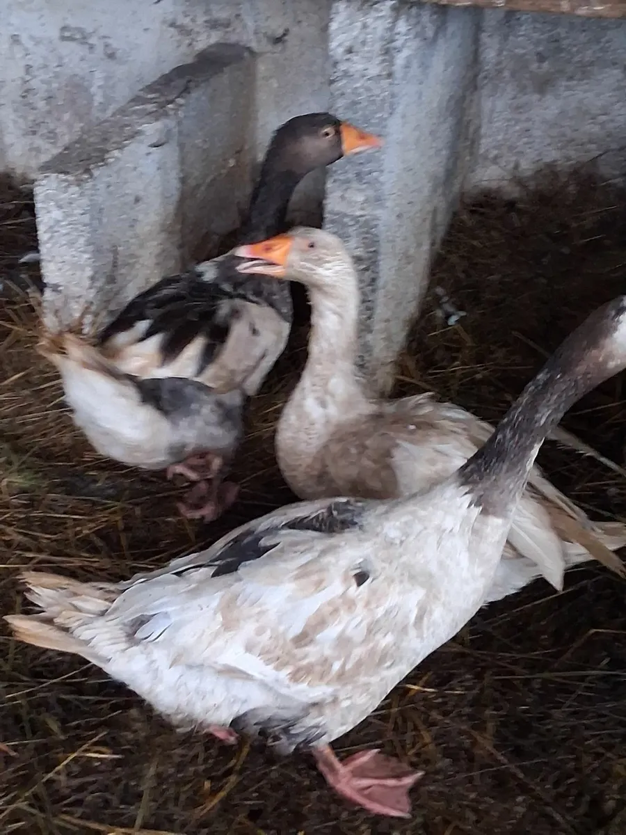 Geese - Image 2
