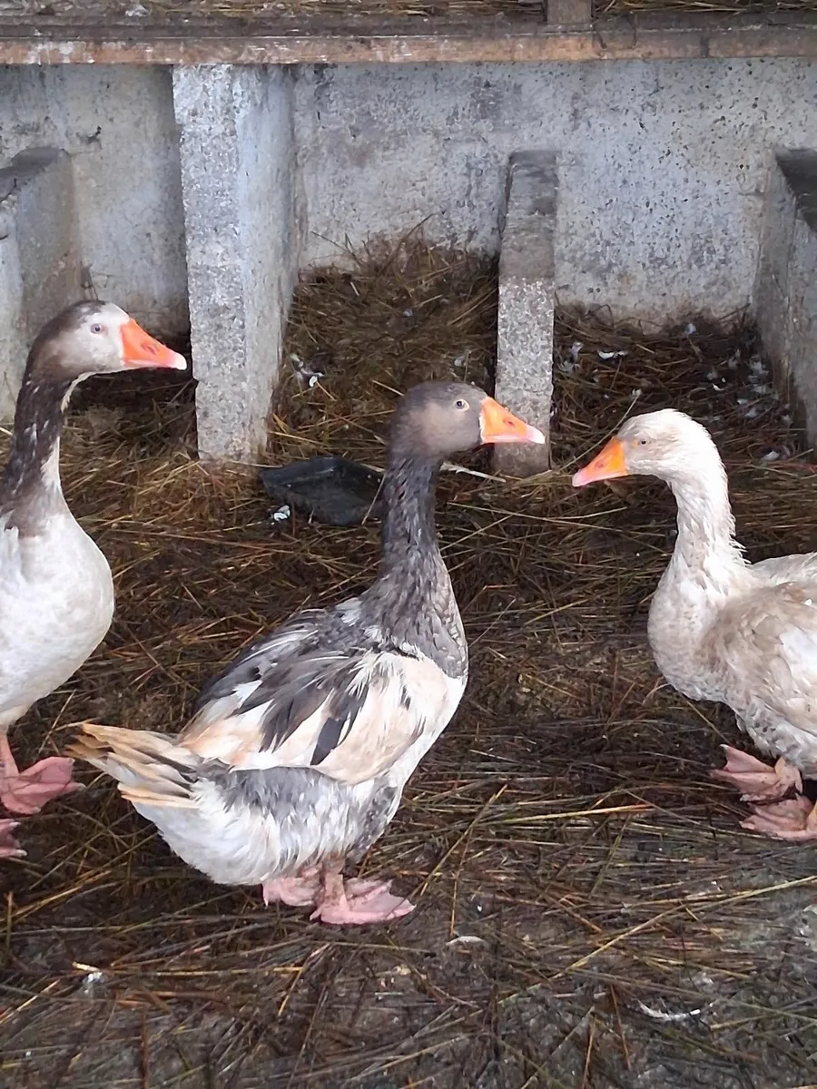 Geese - Image 1
