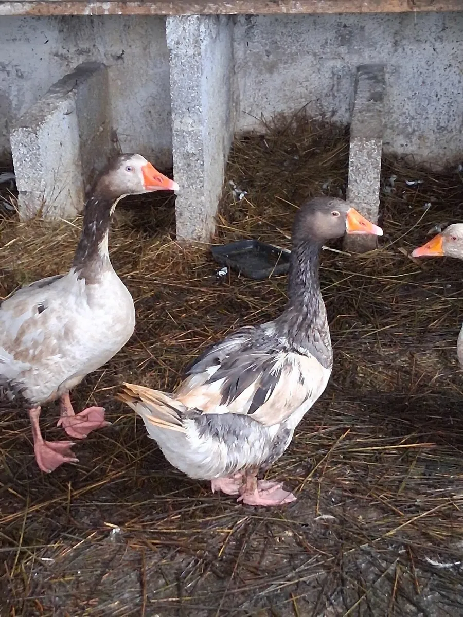 Geese - Image 3