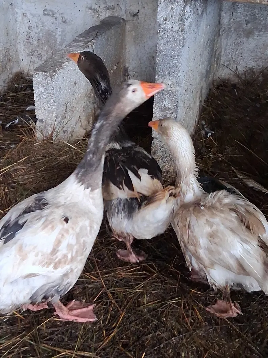 Geese - Image 4
