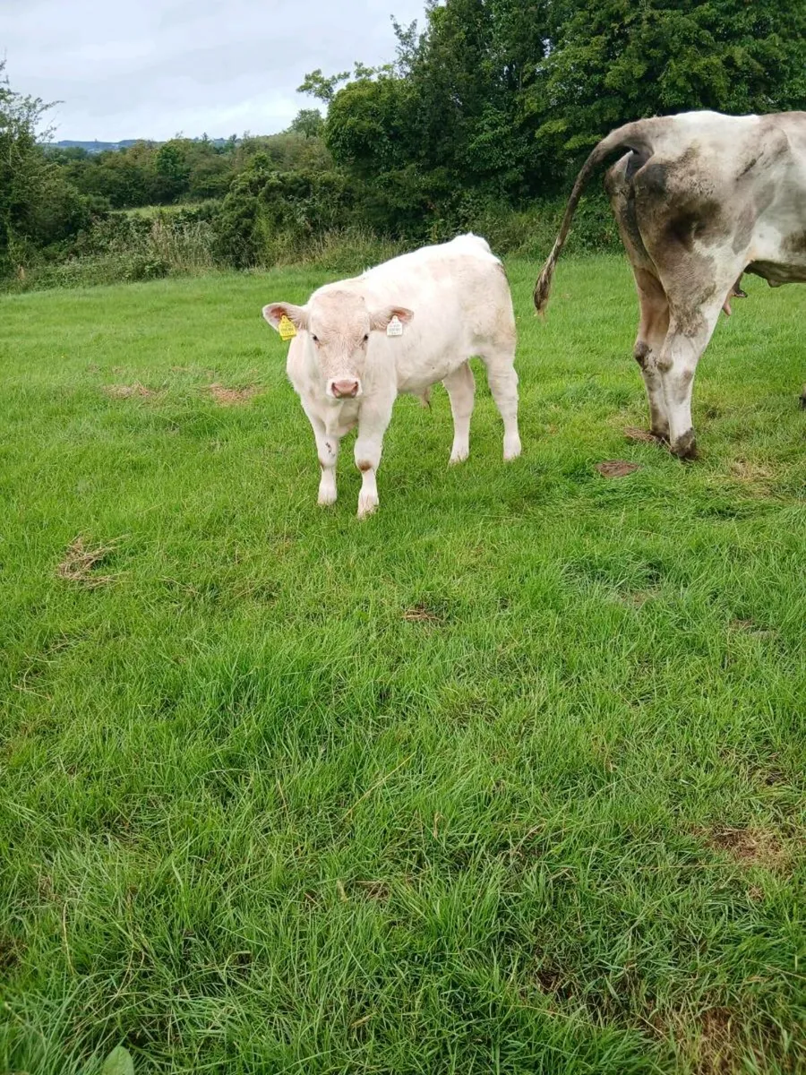 Calf - Image 2