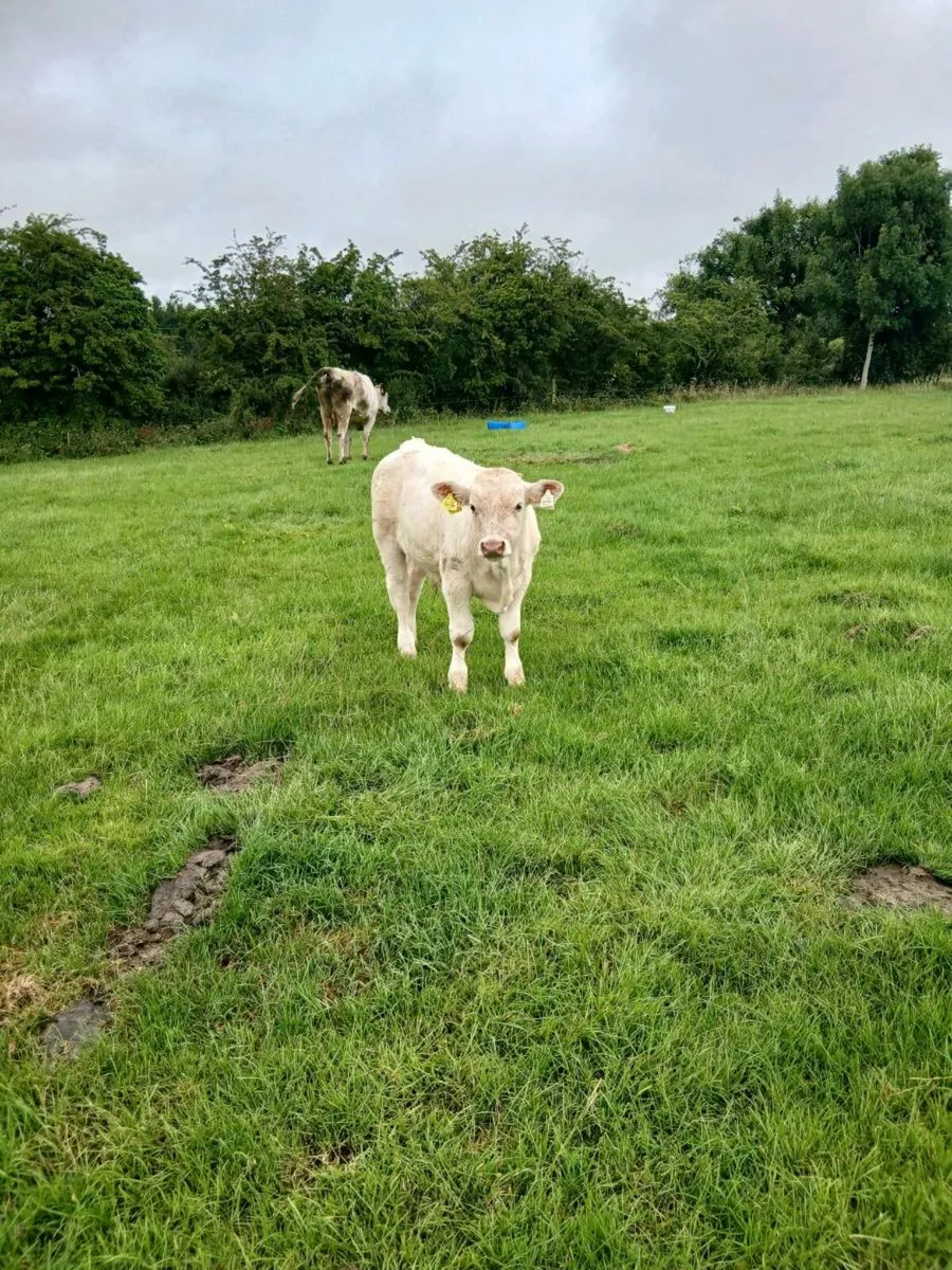 Calf - Image 3