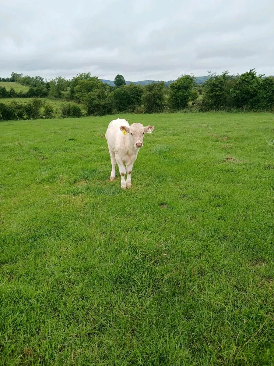 Calf - Image 4