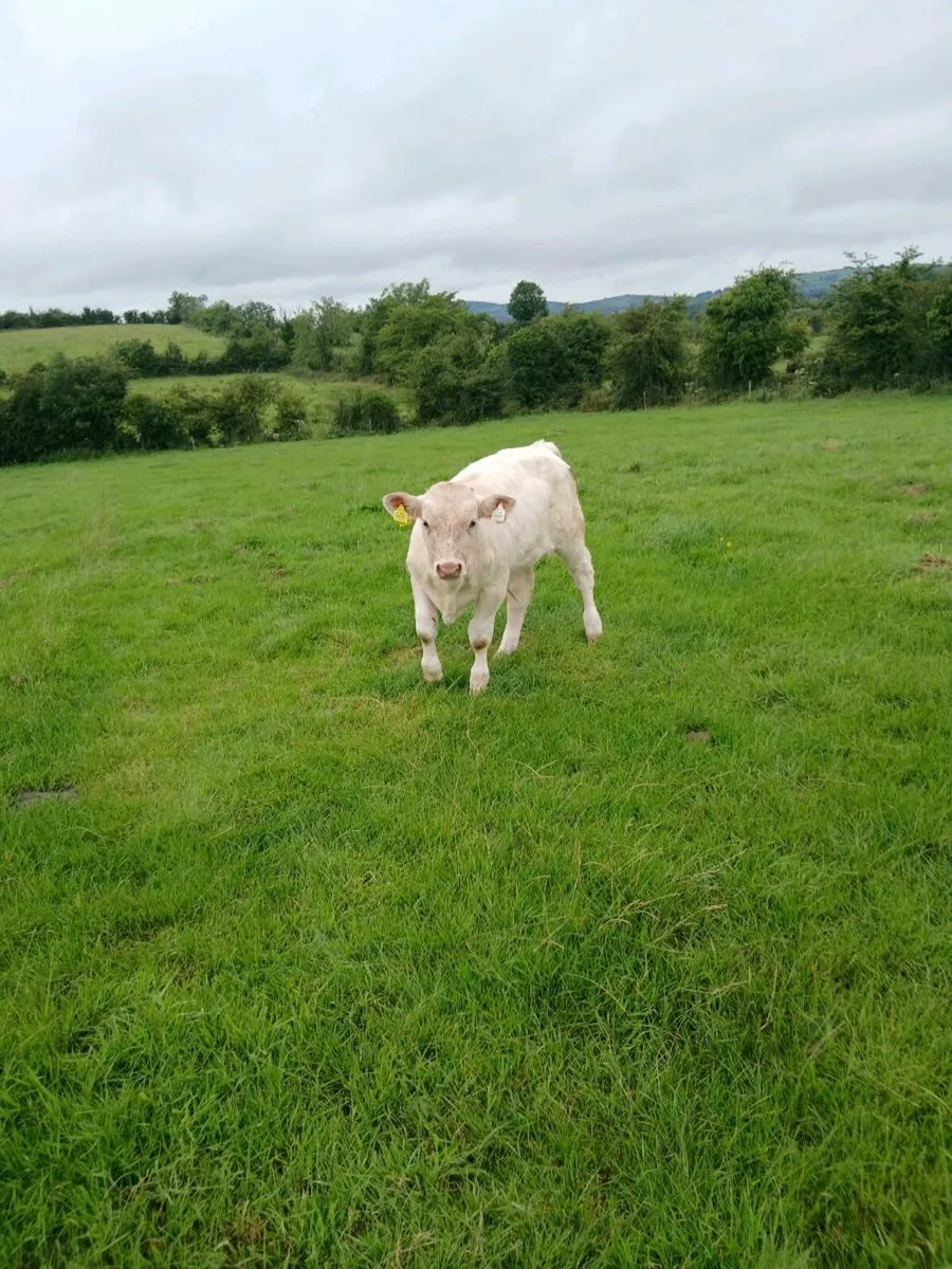 Calf - Image 1