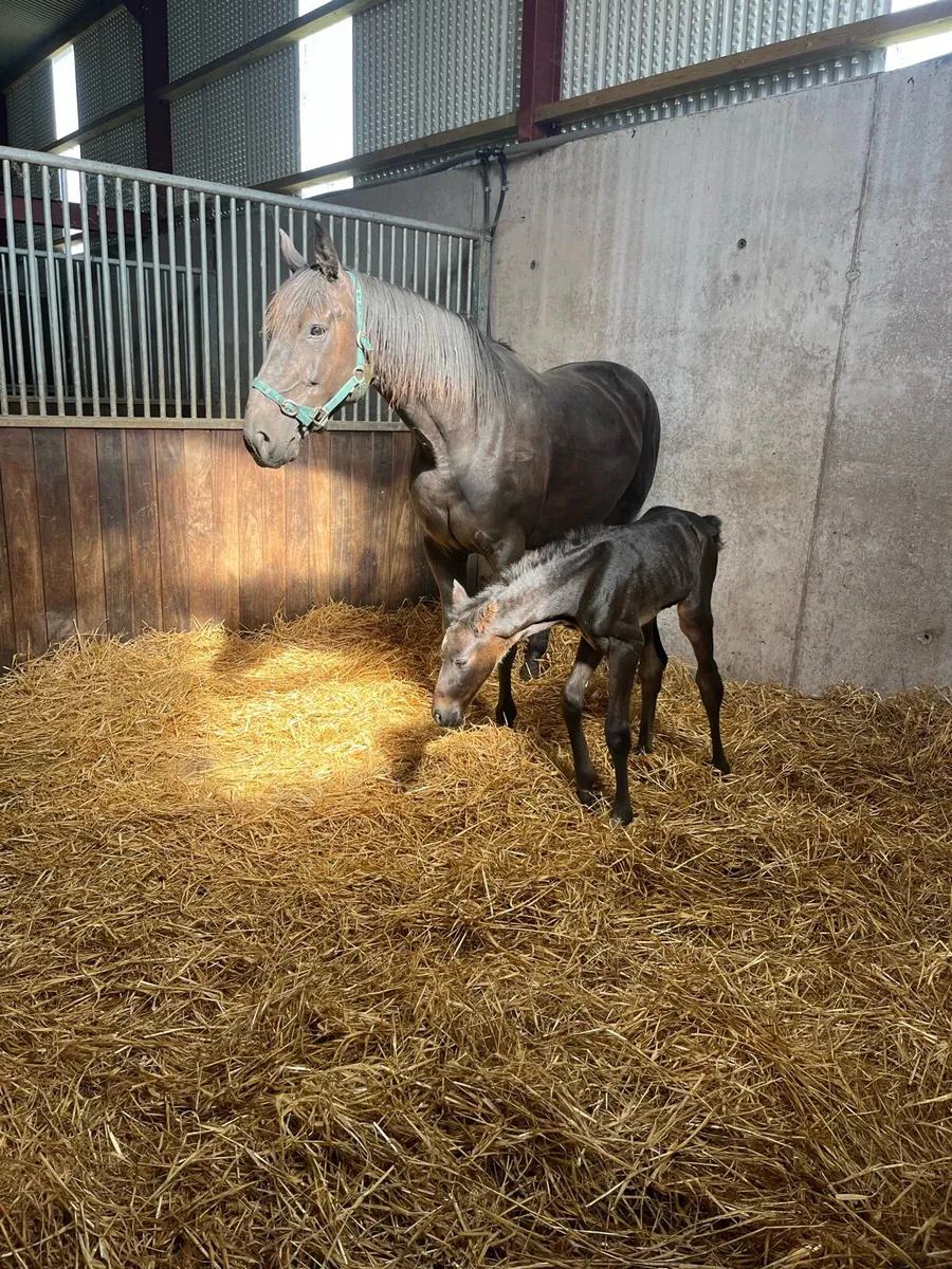 Carrick diamond lad mare - Image 1