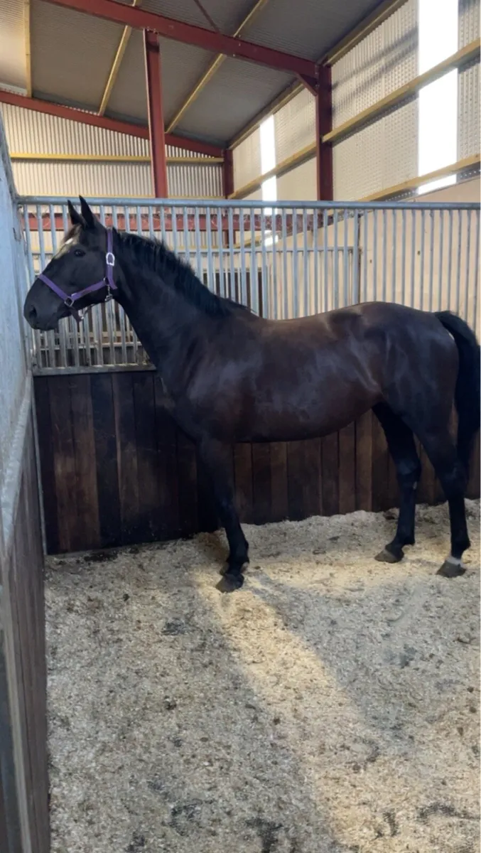 Carrick diamond lad mare - Image 2