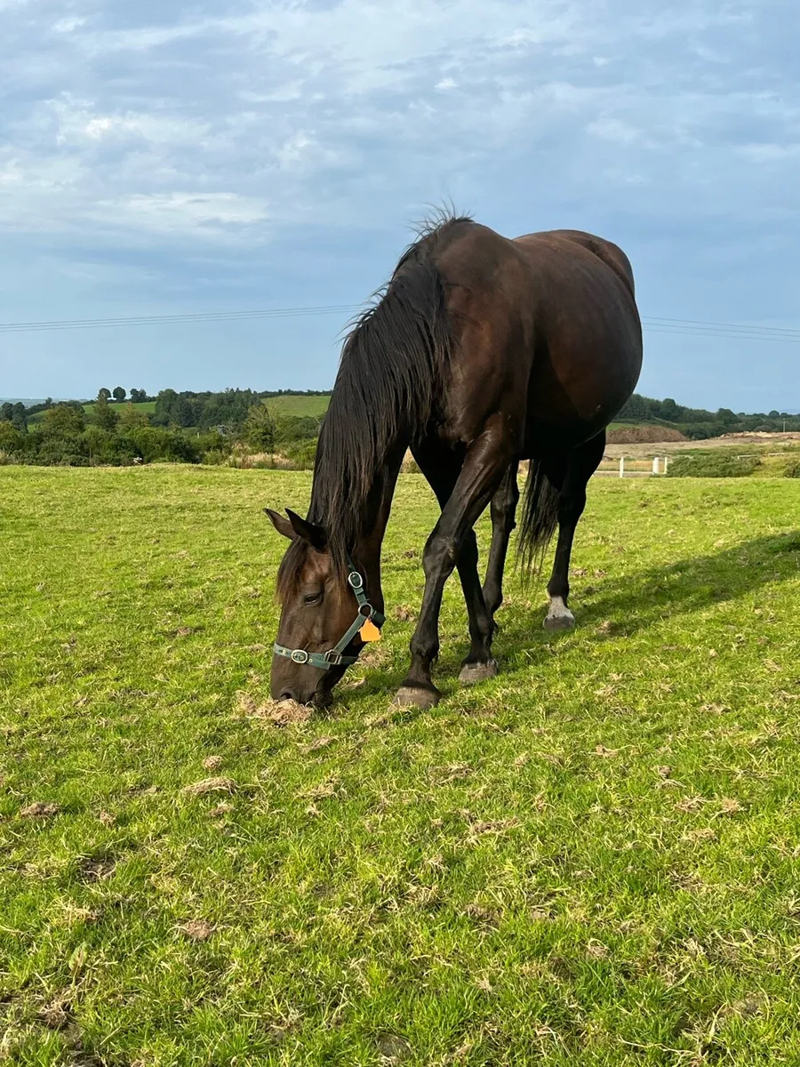 Carrick diamond lad mare - Image 3