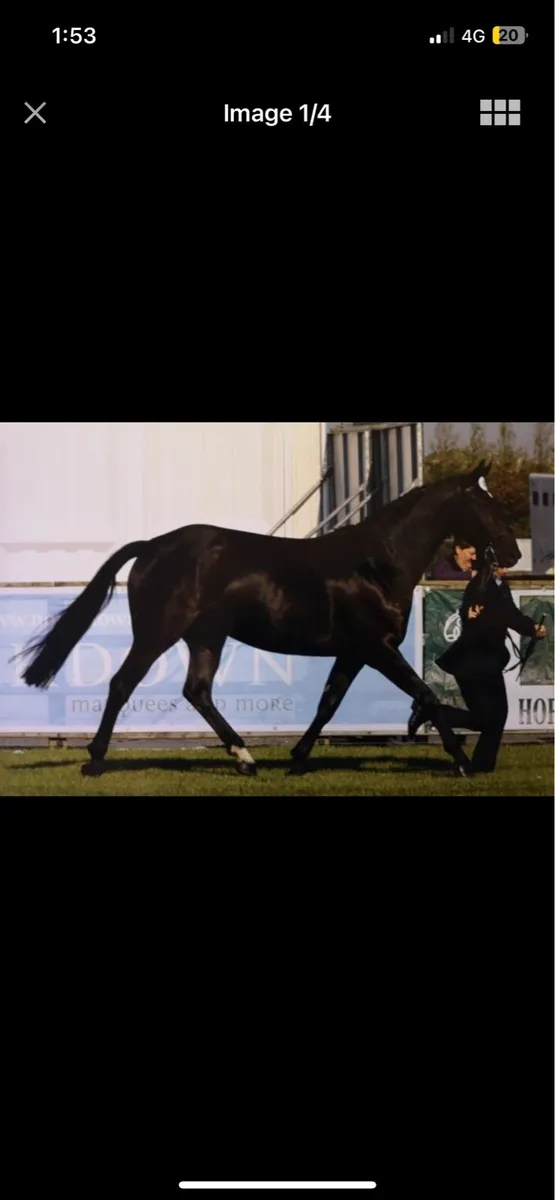 Carrick diamond lad mare - Image 4