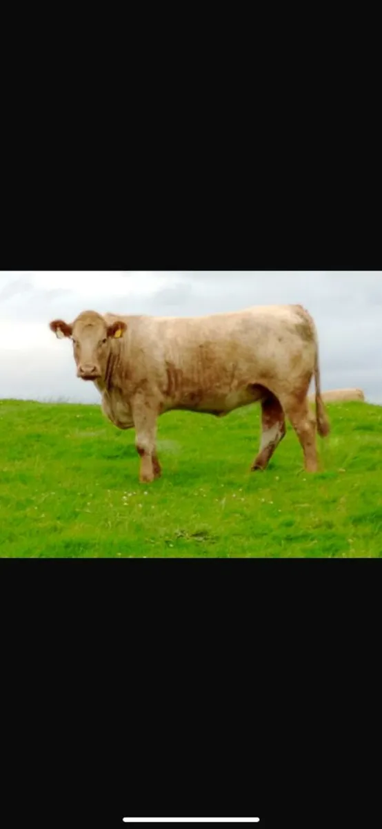 Breeders for Balla Mart - Image 1