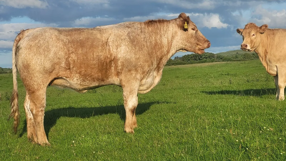 Breeders for Balla Mart - Image 2