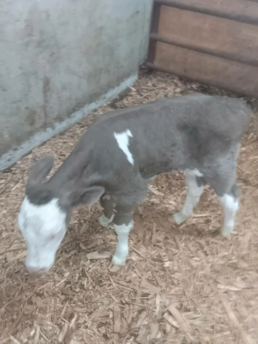 Calf - Image 1