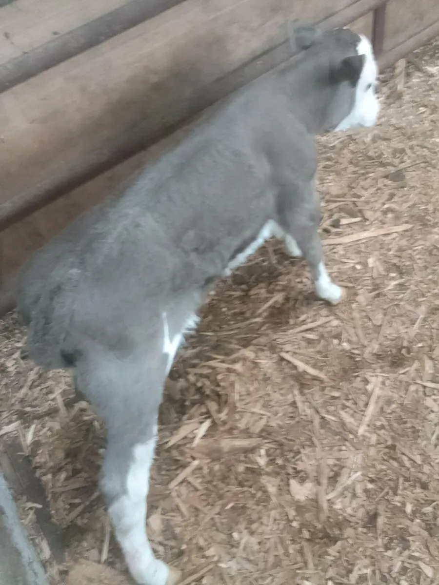 Calf - Image 3
