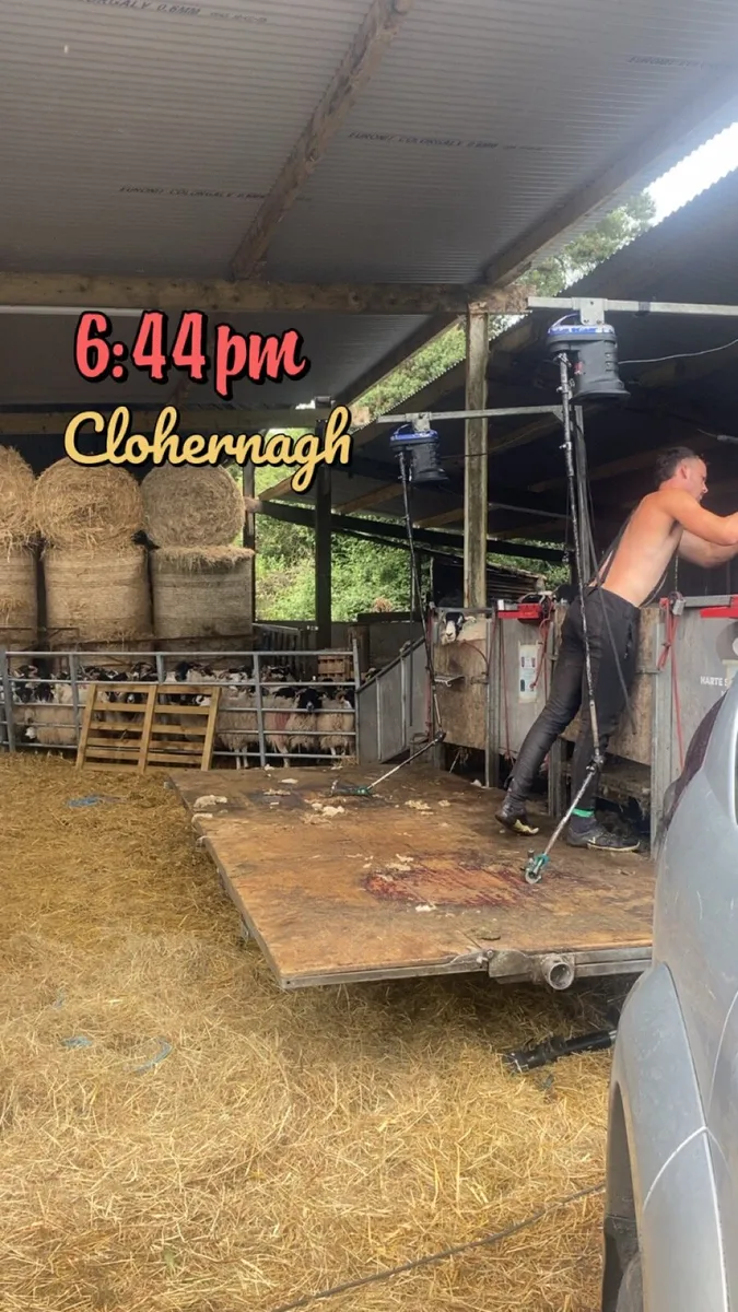 Sheep shearing/store lambs - Image 3