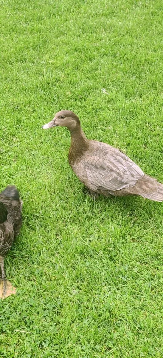 Muscovy pairs - Image 2