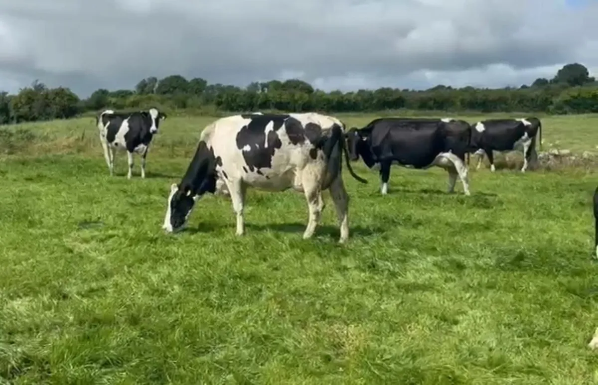 Cloonagh Dairies Herd Dispersal - 300 Holstein/Fr - Image 2
